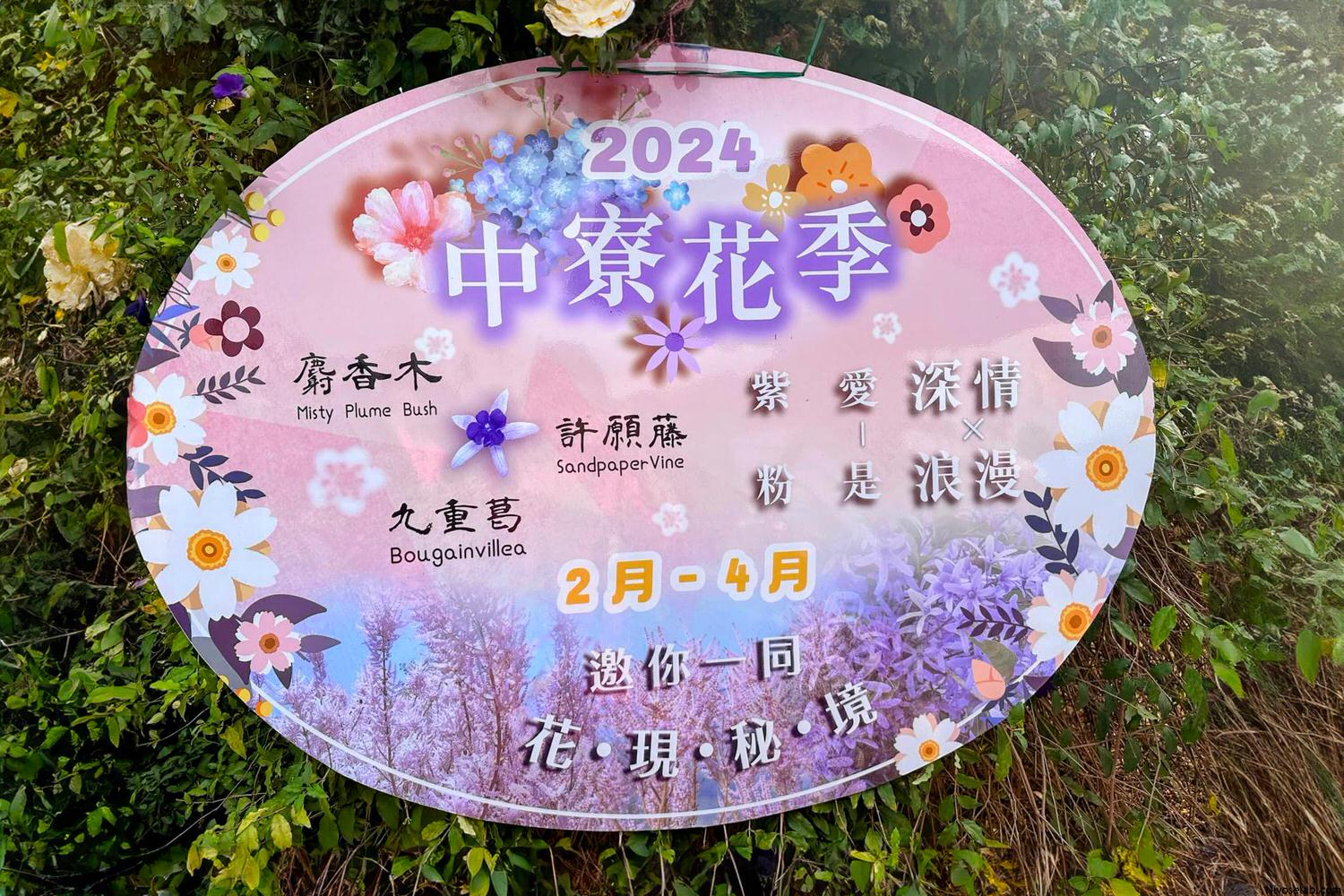 【2025 南投麝香木】中寮粉紅山丘麝香木祕境花海(瑰蜜甜心玫瑰園) - 第2張圖