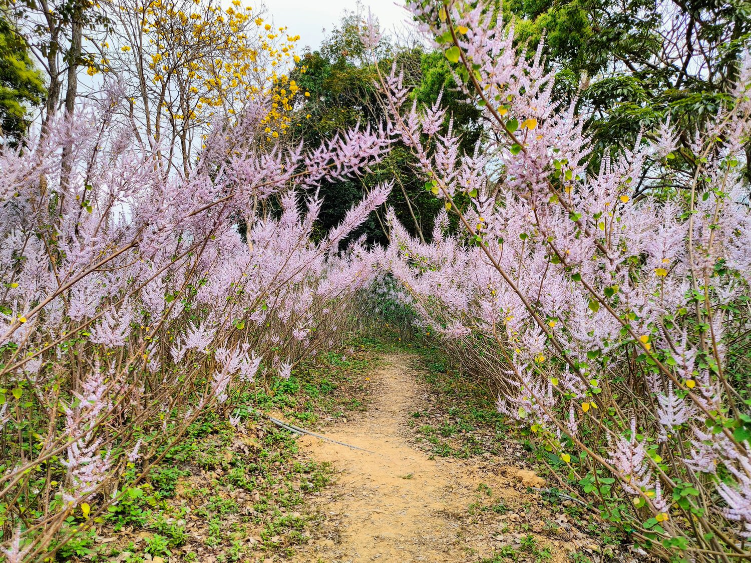 【2025 南投麝香木】中寮粉紅山丘麝香木祕境花海(瑰蜜甜心玫瑰園) - 第5張圖
