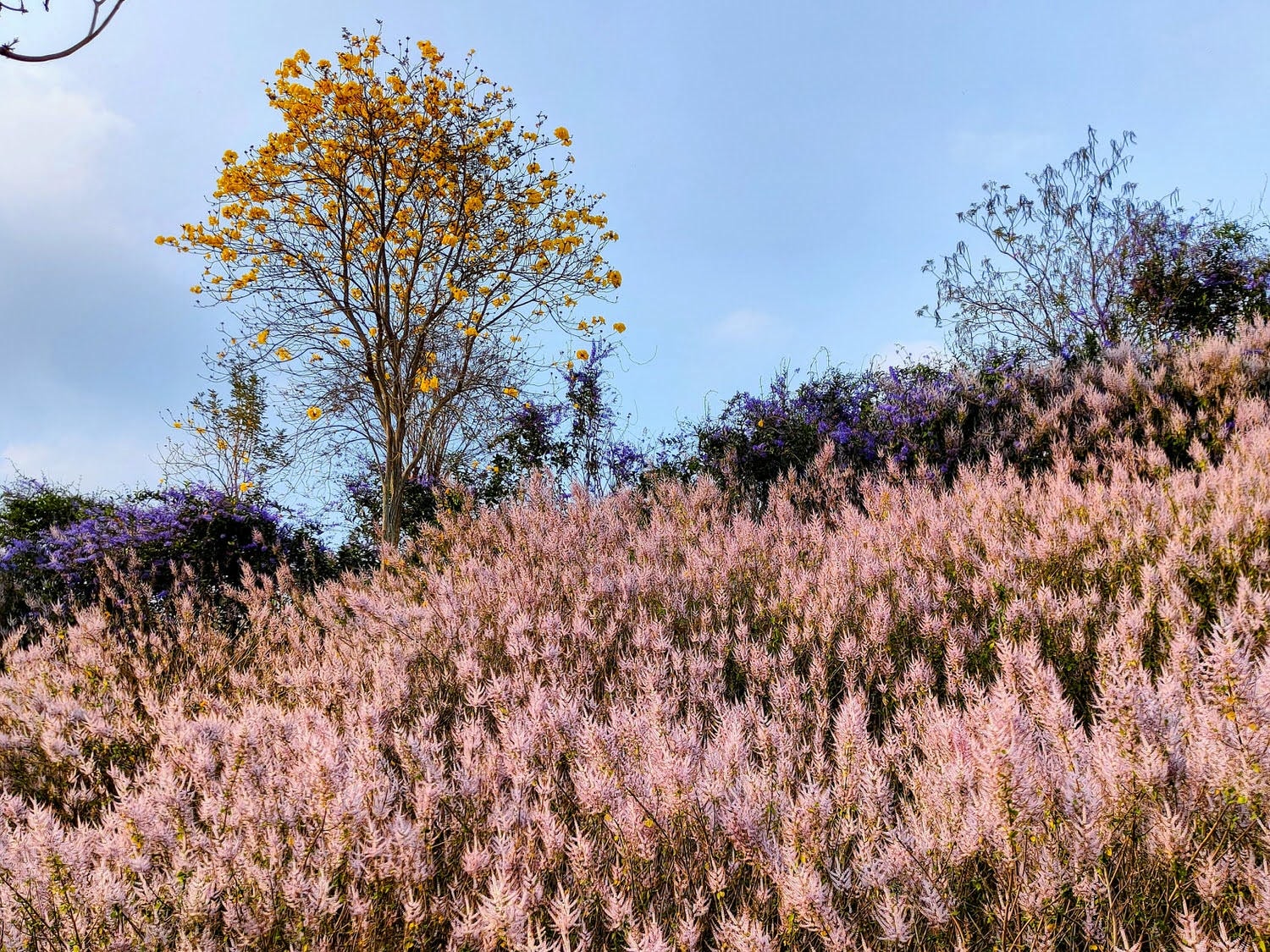 【2025 南投麝香木】中寮粉紅山丘麝香木祕境花海(瑰蜜甜心玫瑰園) - 第3張圖