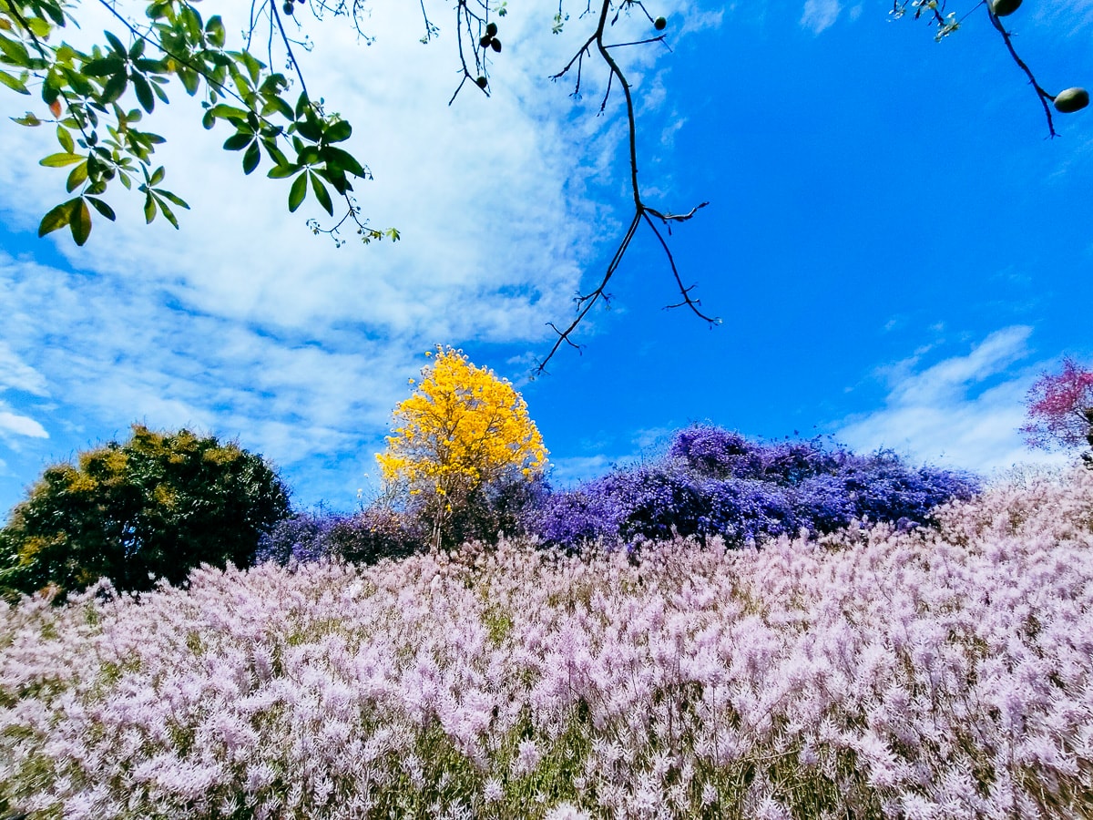 【2026 南投麝香木】中寮粉紅山丘麝香木祕境花海(瑰蜜甜心玫瑰園) - 第4張圖 【2026 南投麝香木】中寮粉紅山丘麝香木祕境花海(瑰蜜甜心玫瑰園)