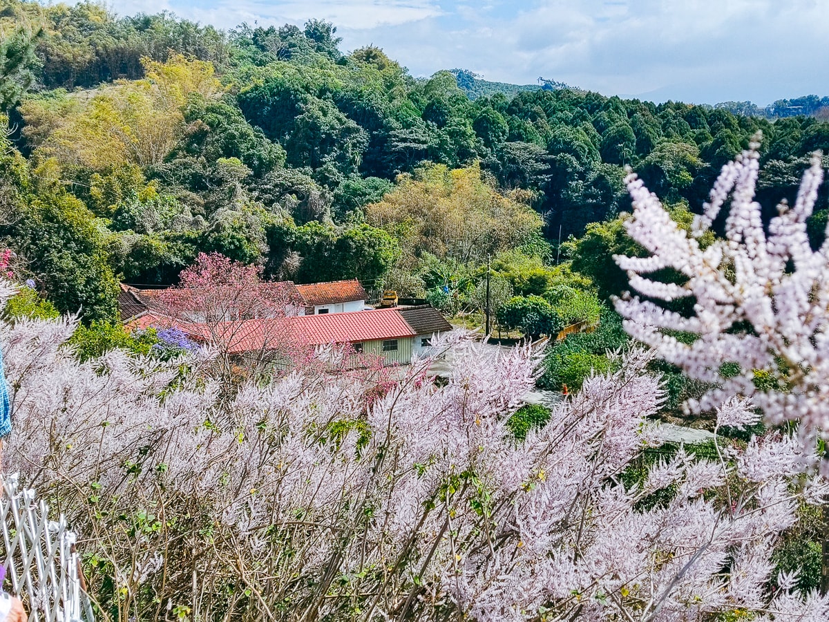【2026 南投麝香木】中寮粉紅山丘麝香木祕境花海(瑰蜜甜心玫瑰園) - 第3張圖 【2026 南投麝香木】中寮粉紅山丘麝香木祕境花海(瑰蜜甜心玫瑰園)