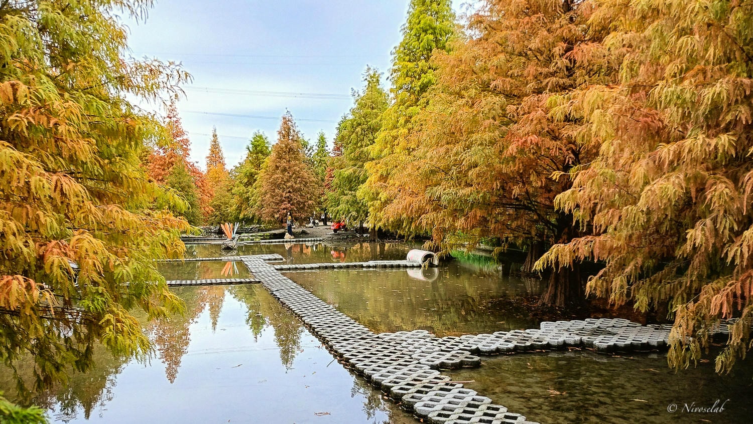 落羽松其實不是松樹?台中落羽松十大推薦景點,一起踏入金紅秋冬畫卷! - 第3張圖 落羽松其實不是松樹?台中落羽松十大推薦景點,一起踏入金紅秋冬畫卷!
