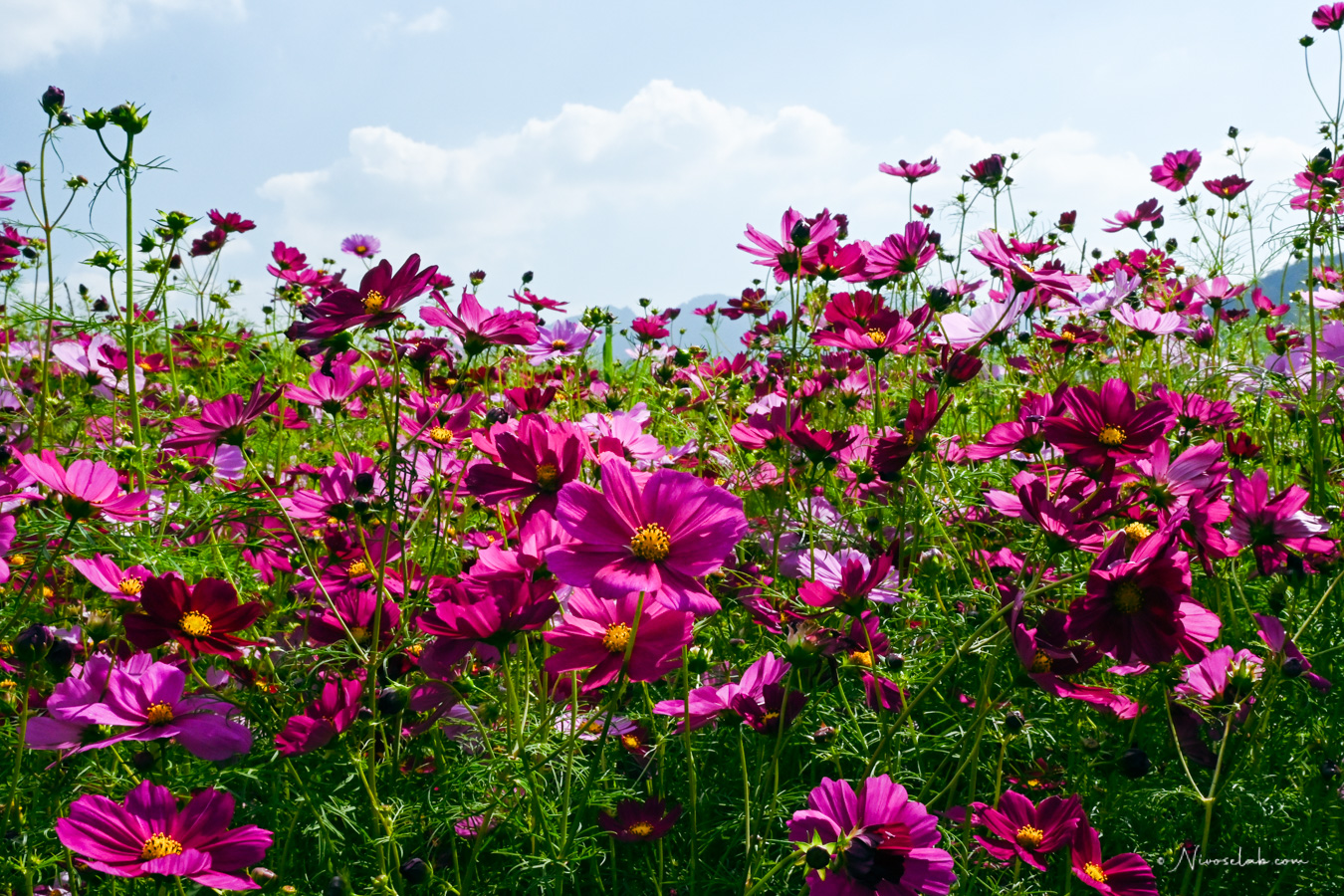 2025 新社花海暨臺中國際花毯節,飛天小女警一同參與賞花盛典! - 第18張圖