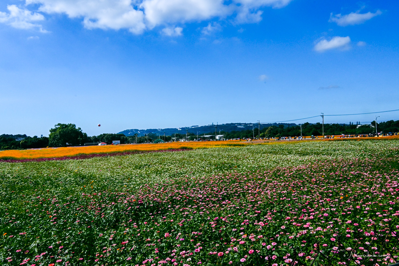 2025 新社花海暨臺中國際花毯節,飛天小女警一同參與賞花盛典! - 第22張圖