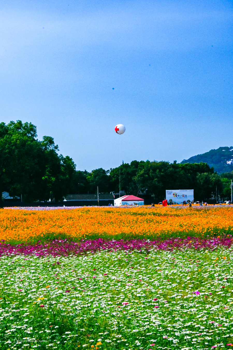 2025 新社花海暨臺中國際花毯節,飛天小女警一同參與賞花盛典! - 第20張圖